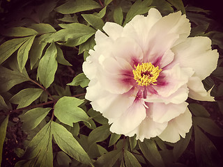 Image showing Vintage style image of a wild rose