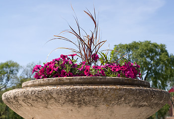 Image showing Petunias