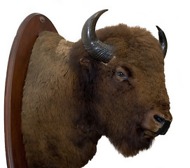 Image showing Bison Head