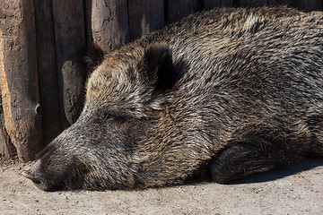 Image showing Wild boar in zoo