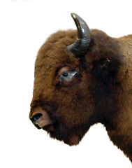 Image showing Isolated Buffalo