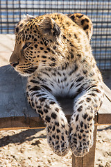 Image showing Portrait of the leopard