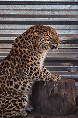 Image showing Portrait of the leopard