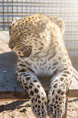 Image showing Portrait of the leopard