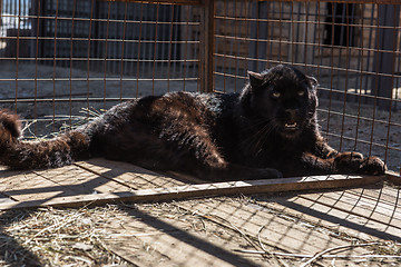 Image showing Portrait of the black puma