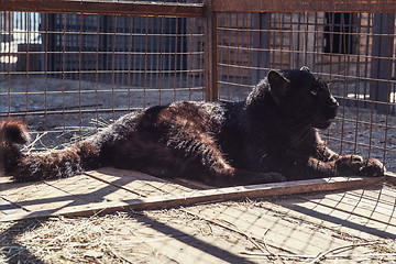 Image showing Portrait of the black puma