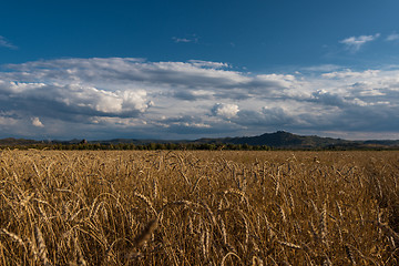 Image showing wheat field on sunset