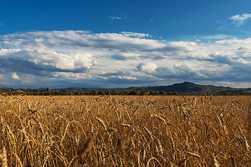 Image showing wheat field on sunset