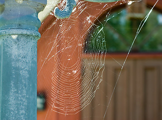 Image showing Cobweb