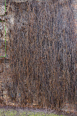 Image showing Ivy on brick wall, without leaves