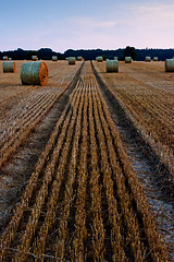 Image showing Straw bales on a field after harvest