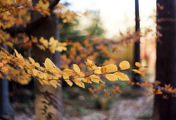 Image showing Autumn beech forest. Abstract background