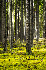 Image showing Spring forest