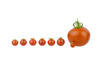 Image showing Tomato covey.