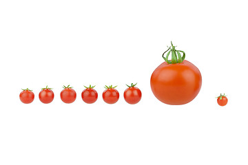 Image showing Tomato covey.