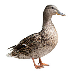 Image showing Mallard Duck Bird