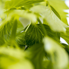 Image showing Lovage leaves