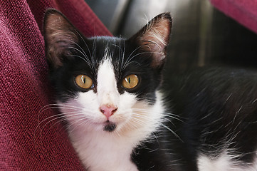 Image showing Black-white kitten 