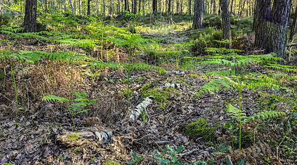 Image showing Fresh Forest in Spring