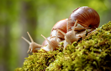 Image showing Helix pomatia also Roman snail, Burgundy snail