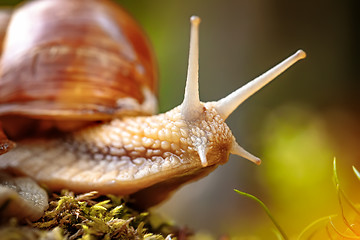 Image showing Helix pomatia also Roman snail, Burgundy snail