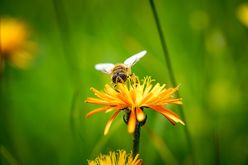 Image showing Wasp collects nectar from flower crepis alpina