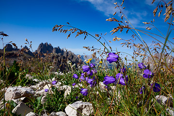 Image showing Abstract background of Alpine flowers.