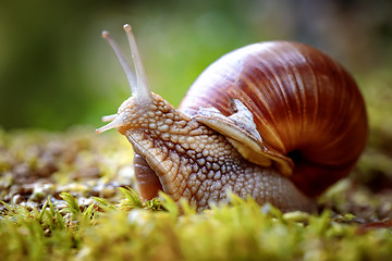 Image showing Helix pomatia also Roman snail, Burgundy snail