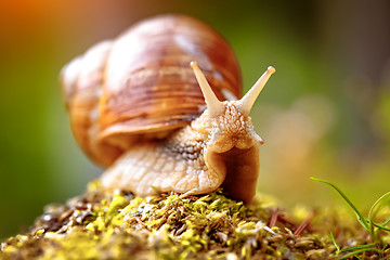 Image showing Helix pomatia also Roman snail, Burgundy snail