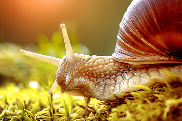 Image showing Helix pomatia also Roman snail, Burgundy snail