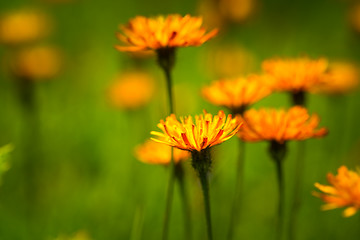 Image showing Crepis alpina - Abstract background of Alpine flowers