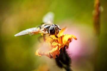 Image showing Wasp collects nectar from flower crepis alpina