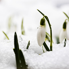 Image showing Snowdrop flower in snow