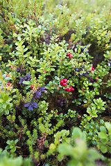 Image showing Cranberries (lingonberries) in a forest