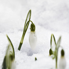 Image showing Snowdrop flower in snow