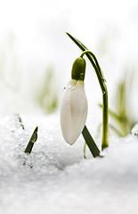 Image showing Snowdrop flower in snow