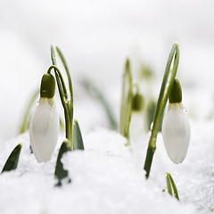 Image showing Snowdrops in snow