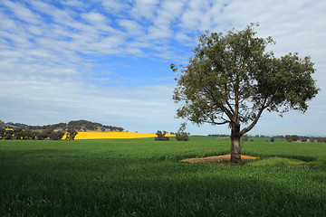 Image showing Harvest Fields in Central West NSW