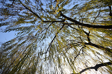 Image showing Branches of weeping willow growing on the coast of West Lake