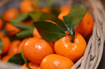 Image showing Tangerines fruits with leaves