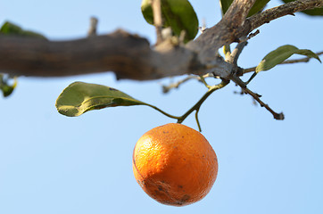 Image showing Orange mandarin on the tree