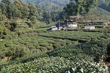 Image showing Green Chinese Longjing tea plantation