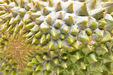 Image showing Durian fruit isolated on white background