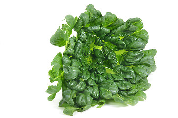 Image showing Chinese flat cabbage (Brassica chinensis) or Tah Tsai lettuce