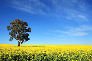 Image showing Canola Fields in Central West NSW