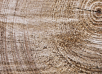 Image showing Surface of a cut tree trunk