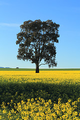 Image showing Canola field in rural Australia