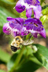 Image showing Bumble Bee