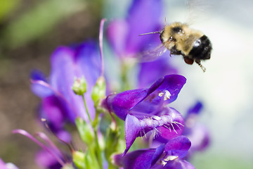 Image showing Bumblebee