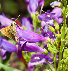 Image showing Moth